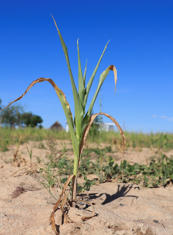 A wilted maize crop in Mumijo, Buhera district east of the capital Harare on March 16, 2024.
