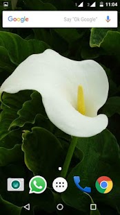 How to mod Calla Lilly Wallpapers HD 1.0 unlimited apk for android