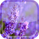 ダウンロード Lavender Live Wallpaper HD をインストールする 最新 APK ダウンローダ