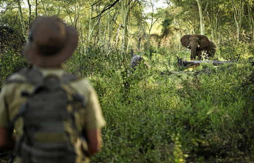 Elephants have also borne the brunt of poachers who kill them for their tusks. At the beginning of April, elephants at KNP decided to take the law into their own paws.