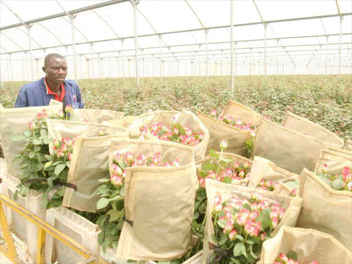 A worker prepares roses for export at a Naivasha flower farm. /FILE