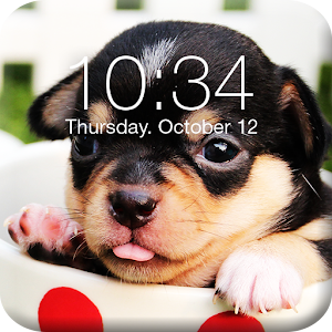 Download Chihuahua Screen Lock For PC Windows and Mac