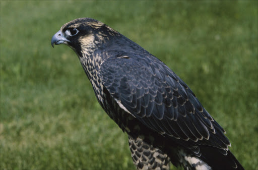 Peregrine Falcon. File photo.