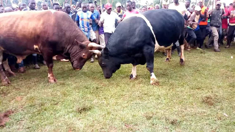 Balotelli locks horns with reigning champion Nasa at Malinya grounds during a bullfighting event in Kakemga county