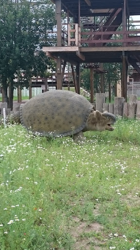 Броненосец 