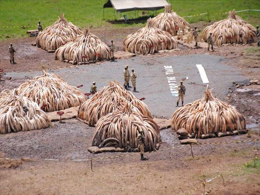 An aerial view of the piles of Ivory that was set ablaze in April by President Uhuru Kenyatta. photo/file