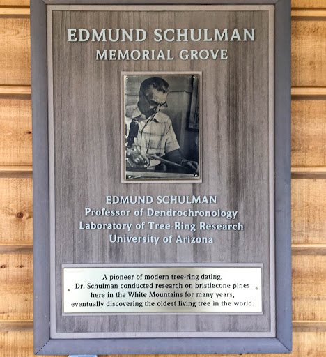 Edmund Schulman Professor of Dendrochronology   A pioneer of modern tree-ring dating, Dr. Schulman conducted research on bristlecone pines here in the White Mountains for many years, eventually...
