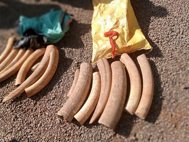 Some of the elephant tusks that were seized in in Wangige, Kiambu County on March 12, 2023