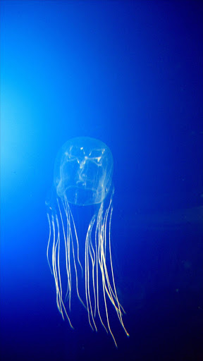 The Box Jellyfish.