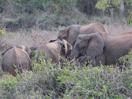 Elephants destroy crops in Samali, Emali. Photo/File