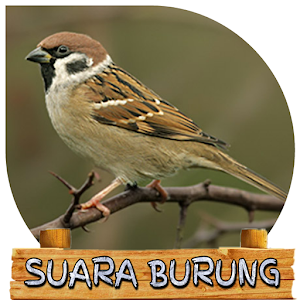 Download Suara Burung Greja Tarung For PC Windows and Mac