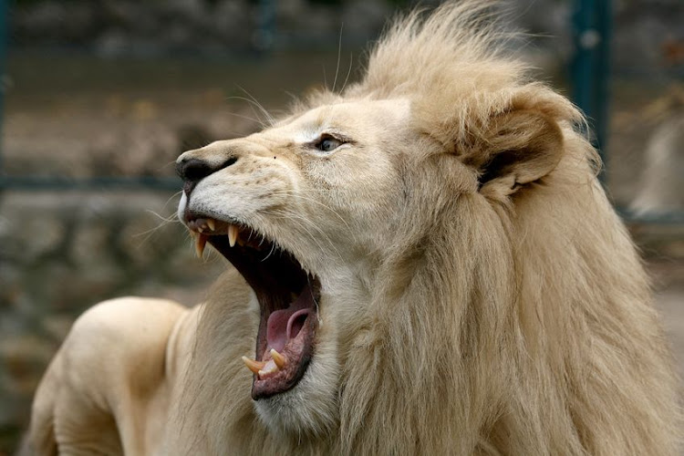 White lion. File photo.