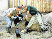 Ninio, an African bull elephant at the Poznan Zoo in Poland, undergoes heavy-duty dentistry at the hands of Dr Gerhard Steenkamp of the Pretoria Zoo