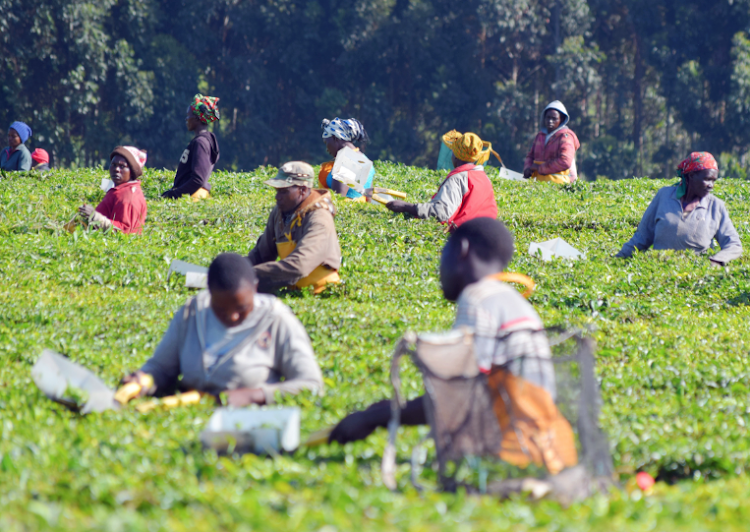 Tea picking at a farm in Kericho on May 21, 2021 /File