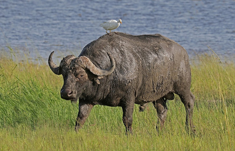 Guard in Naivasha killed by a buffalo on Tuesday, December 22.