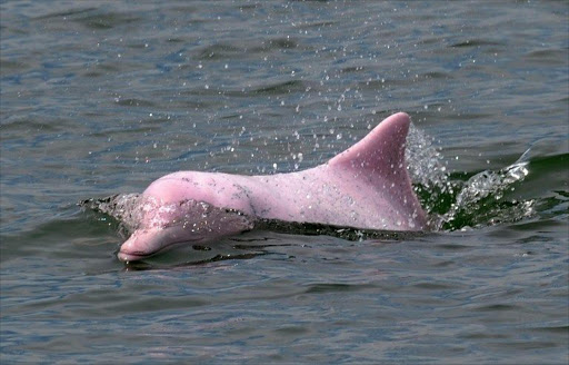 A Chinese white dolphin - also known as the pink dolphin. File photo