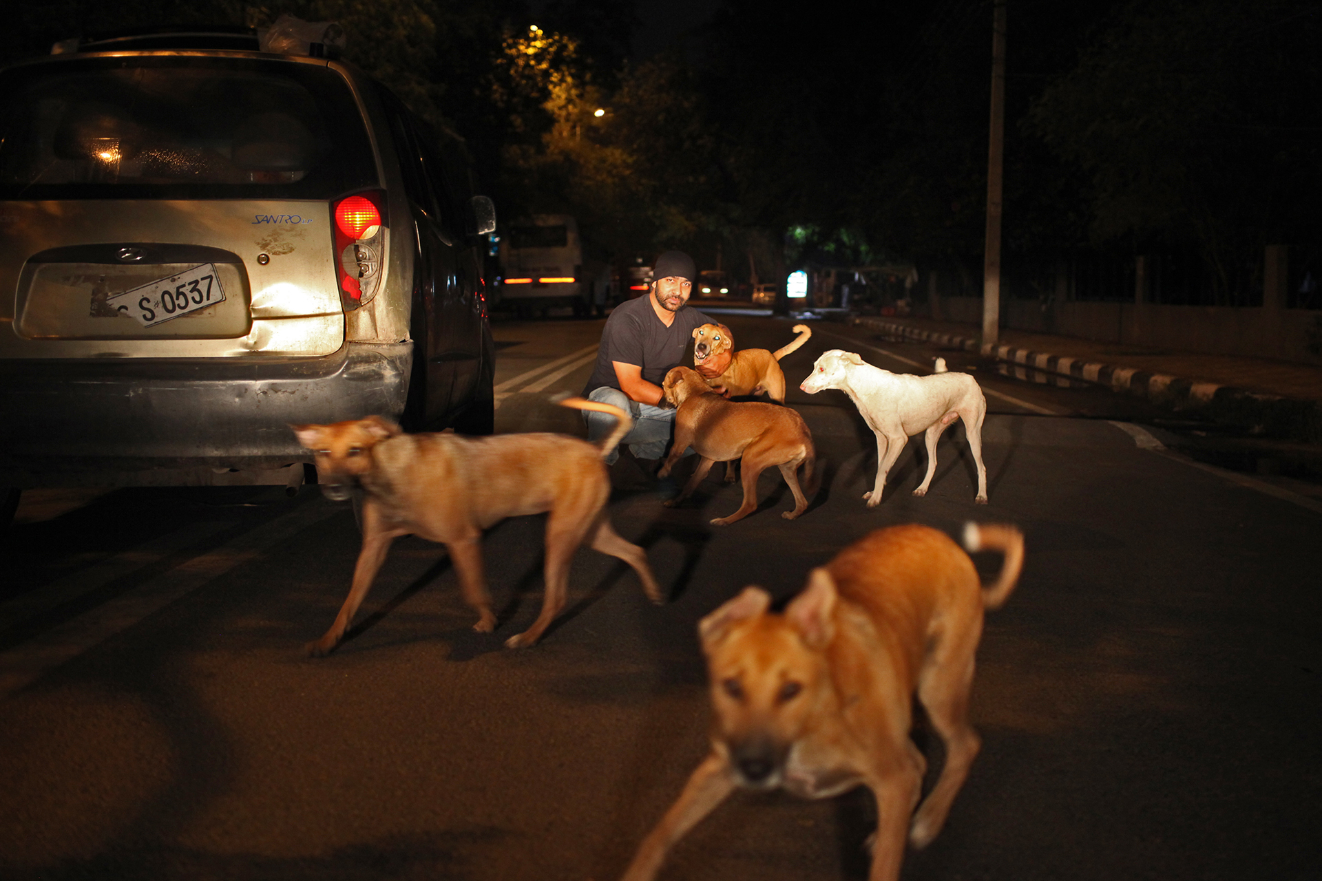 Two milkman brothers nurture Delhi's population of strays