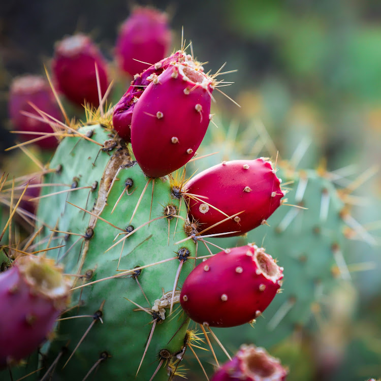 Prickly Pear Seed Oil is fast becoming a favourite when it comes to skin care