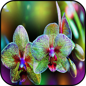 Download Orchid wallpapers For PC Windows and Mac