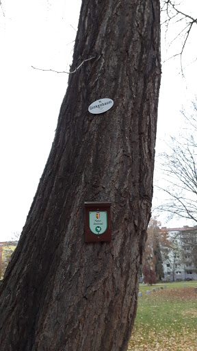 Ginkobaum Stadtpark