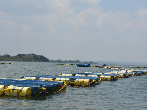 Fish cages in Lake Victoria. /FILE