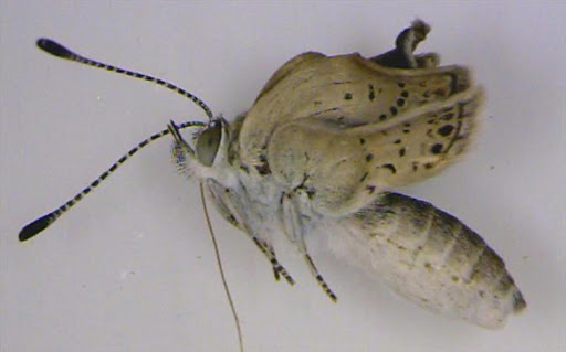 A mutated adult pale grass blue (Zizeeria maha) butterfly from Fukushima prefecture, Japan Photo: EPA