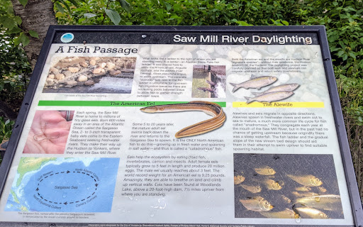 Saw Mill River DaylightingA Fish Passage   What looks like a ladder to the right of where you are standing really IS a ladder-an Alaskan Steep Pass fish ladder. It was placed here to allow the...
