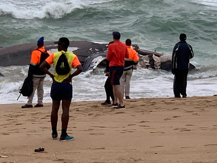Beaches in Umhlanga have been reopened after being closed when a dead whale washed up on to the sand.