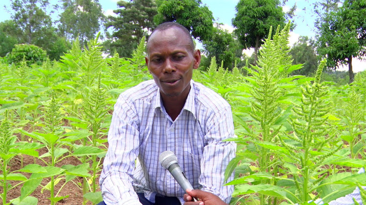 Joseph Ochieng, an Amaranth grower and resident of Kakrao ward in Suna East /KNA