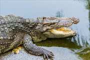 A crocodile killed a scientist who was feeding it in Indonesia.