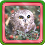 Owl Live Wallpaper Apk