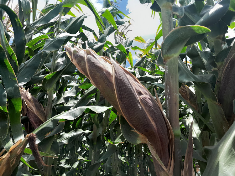 Maize at a demo farm in KALRO Seeds in Gatanga, Murang'a County on Monday.