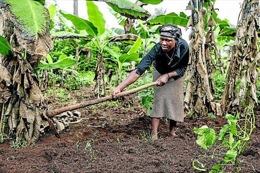 low rainfall: A member of the Kaku women's group, working in a banana plantation that is used as an income-generating activity for the group Photo: Jonathan Torgovnik/Getty Images