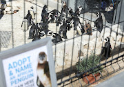 African penguins are seen at South African Foundation for the Conservation of Coastal Birds rehabilitation centre, which is soliciting donations by inviting people to 