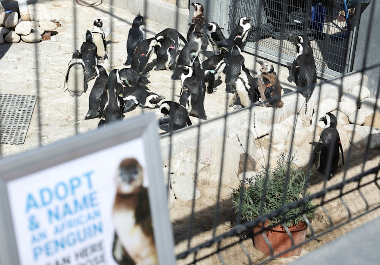 African penguins are seen at South African Foundation for the Conservation of Coastal Birds rehabilitation centre, which is soliciting donations by inviting people to "adopt an egg", in Cape Town on March 27 2024.
