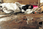 UNBEARABLE: 
      
      A man sleeps on a wet floor at Malemaville, Nellmapius, in Pretoria after his shack was allegedly set alight by Tshwane metro officials 
      
      
      
      Photos: Vathiswa Ruselo