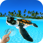 Turtle Underwater 3D Wallpaper Apk