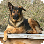 German Shepherd Pack 3 LWP Apk