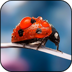 Awesome Ladybug Wallpaper Apk