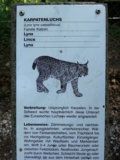 Tierpark Dählhölzli - Karpatenluchs