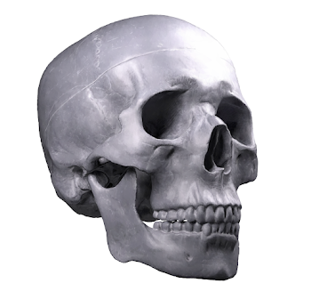 Skull 33