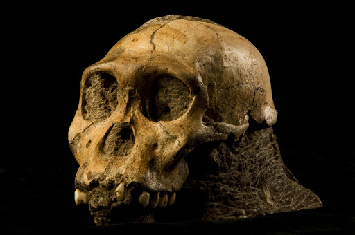 The cranium of Malapa hominid 1 (MH1) from South Africa, named "Karabo". The combined fossil remains of this juvenile male is designated as the holotype for Australopithecus sediba.
