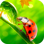 Ladybug Video Wallpaper HD Apk