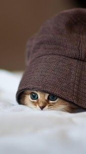 How to mod Kitty Cat Live Wallpaper 1.3 unlimited apk for pc