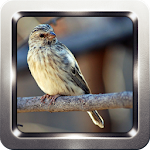 Kicau Burung Blackthroat Apk