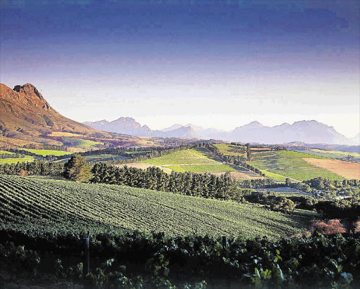 Picturesque, healthy-looking wine farms in the Western Cape hide the reality that many of their owners are battling to stay afloat