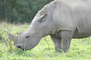 Male southern white rhino. File photo.