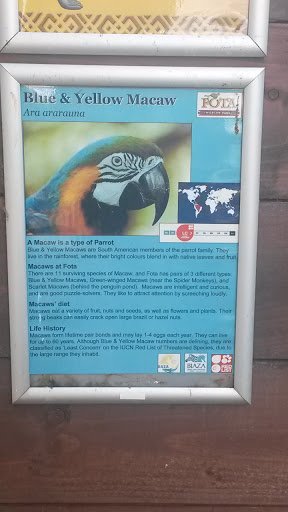 Blue and Yellow Macaw,  Fota Wildlife Park 