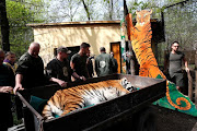 Igor, the 13 year-old Siberian tiger lies on a cart before the non invasive stem cell surgery in Zoo Szeged, Hungary April 18, 2018. 