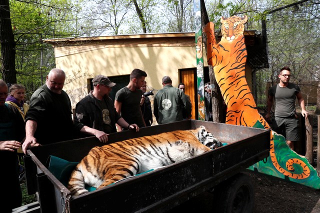 Igor, the 13 year-old Siberian tiger lies on a cart before the non invasive stem cell surgery in Zoo Szeged, Hungary April 18, 2018.
